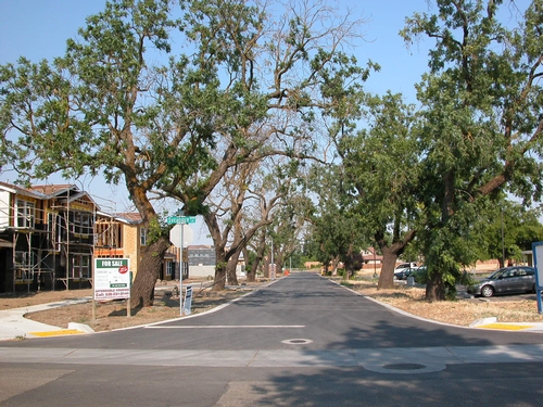 DYING walnut trees in Davis, Calif., the result of 