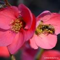 Honey bee keeps a close eye on the photographer. (Photo by Kathy Keatley Garvey(