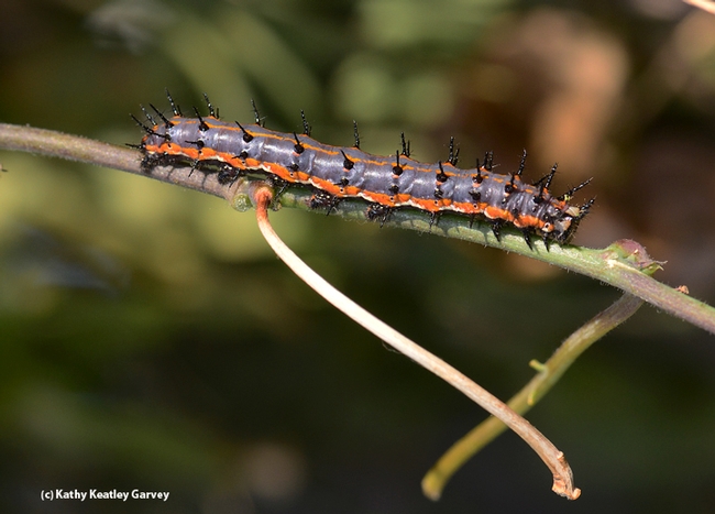 A Gulf Fritillary caterpillar crawling on a stem. (Photo by Kathy Keatley Garvey)