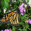 Monarch butterfly nectaring on lantana on Oct. 27, 2013 in Vacaville, Calif. (Photo by Kathy Keatley Garvey)