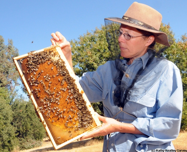 Bee scientist Susan Cobey holds a frame of bees at the Harry H. Laidlaw Jr. Honey Bee Research Facility, UC Davis. (Photo by Kathy Keatley)