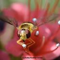 A syrphid fly, aka flower fly or hover fly, sipping nectar from a tower of jewels. (Photo by Kathy Keatley Garvey)