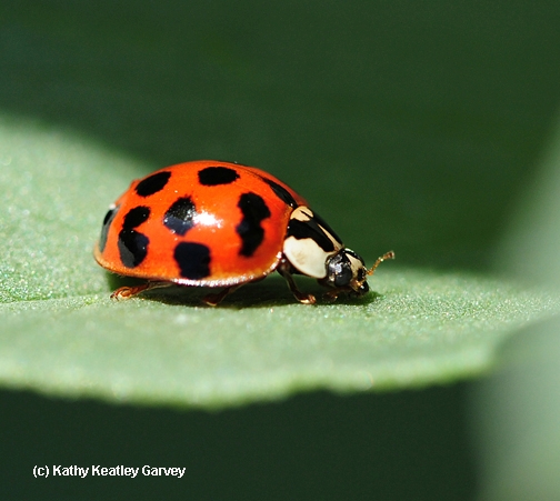 A lady beetle, aka lady bug, is a 