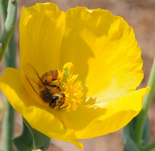 A HONEY BEE rolls around in a poppy, the California state flower.(Photo by Kathy Keatley Garvey)