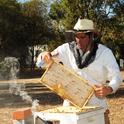 This photo of beekeeper Billy Synk, manager and staff research associate of the Harry H. Laidlaw Jr. Honey Bee Research Facility at UC Davis, appears on the cover of the February edition of the American Bee Journal. (Photo by Kathy Keatley Garvey)
