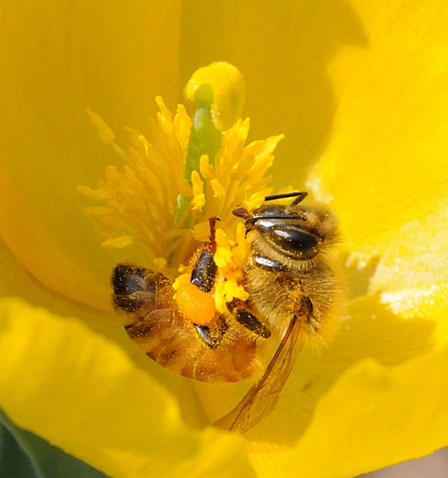 POLLEN-PACKING honey bee nectars a poppy. (Photo by Kathy Keatley Garvey)