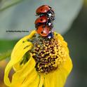 Ladybugs (lady beetles) 