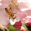 A young honey bee foraging on a cherry blossom. (Photo by Kathy Keatley Garvey)
