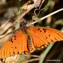 A Gulf Fritillary spotted Feb. 17 near downtown Vacaville, Solano County. (Photo by Kathy Keatley Garvey)
