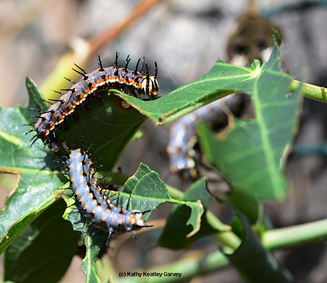 Gulf Fritillary caterpillars on the move. (Photo by Kathy Keatley Garvey