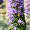 Honey bees foraging on the Pride of Madeira at Bodega Bay. (Photo by Kathy Keatley Garvey)