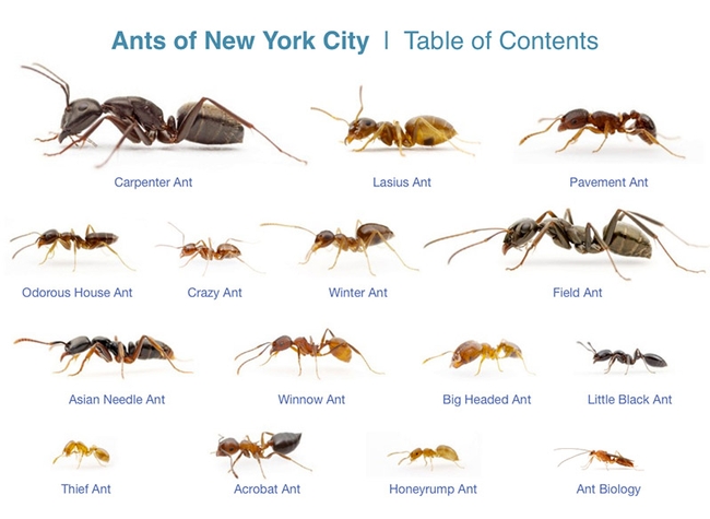 Ants by Alexander Wild.