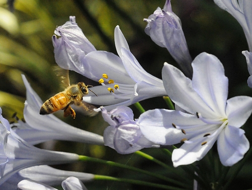 BLOSSOM BOUND, a pollen-packing honey bee heads toward a Peter Pan Agapanthus, a dwarf version of Lily of the Nile. (Photo by Kathy Keatley Garvey)