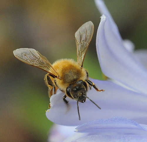 TOUCHDOWN!--A honey bee lands on a Peter Pan Agapanthus. (Photo by Kathy Keatley Garvey)