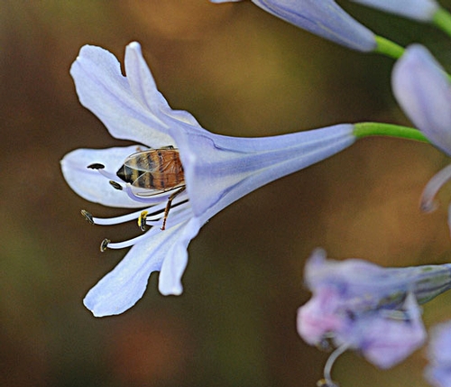 FUNNEL FUN--A honey bee tunnels inside the funnel-shaped blossom of the Peter Pan Agapanthus. (Photo by Kathy Keatley Garvey)