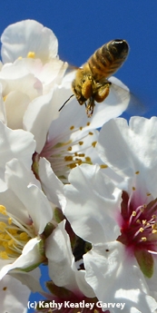 A heavy pollen load. (Photo by Kathy Keatley Garvey)