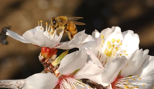 HONEY BEE nectars an almond blossom. This is one of the photos appearing on Cooperative Extension's newly launched Bee Health Web site.  California's 700,000 acres of almonds require two hives per acre for pollination. (Photo by Kathy Keatley Garvey)