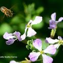 A honey bee heading for wild radish. (Photo by Kathy Keatley Garvey)
