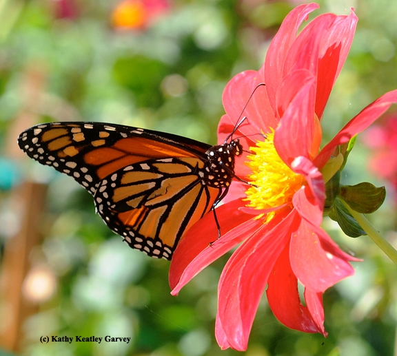 A monarch butterfly nectaring on a zinnia. (Photo by Kathy Keatley Garvey)