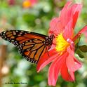 A monarch butterfly nectaring on a zinnia. (Photo by Kathy Keatley Garvey)