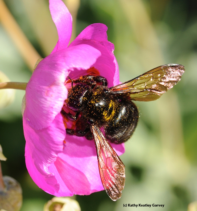 Female Valley carpenter bee is solid black. This is on a rockpurslane, Calandrinia grandiflora.(Photo by Kathy Keatley Garvey)