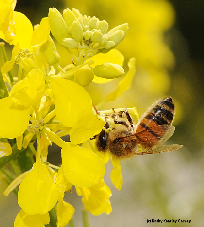 Honey bee foraging in mustard. (Photo by Kathy Keatley Garvey)