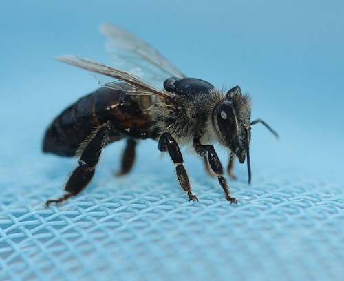 CARNIOLAN HONEY BEE, a dark bee, is drenched from falling into a swimming pool. She is magnum black. (Photo by Kathy Keatley Garvey)