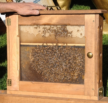 A bee observation hive by Bill Cervenka of Bill Cervenka ApiariesHalf Moon Bay. (Photo by Kathy Keatley Garvey)