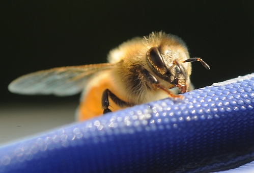UP AND OVER--An Italian honey bee climbs up a swim mat. Bee friendly hosts netted her from their swimming pool a few moments earlier. (Photo by Kathy Keatley Garvey)
