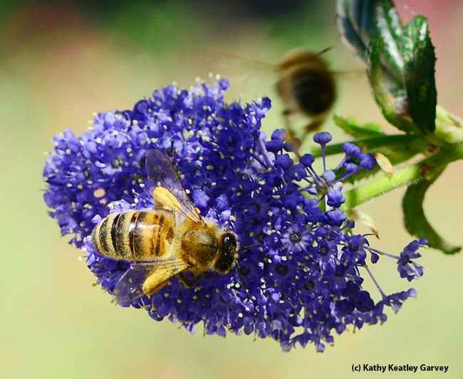 Check out the pollen on this honey bee foraging on ceanothus. (Photo by Kathy Keatley Garvey)