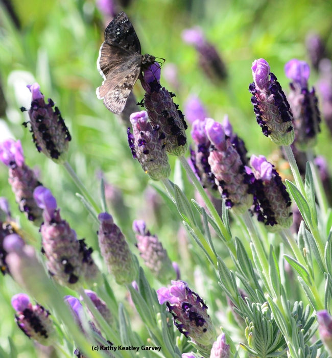 A mournful dusky-wing butterfly (Erynnis tristis) on Spanish lavender. (Photo by Kathy Keatley Garvey)
