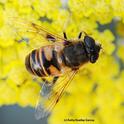 The drone fly, Eristalis tenax, is often mistaken for a bee. The fly has the letter 