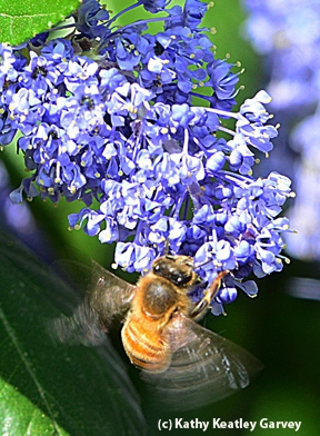 A honey bee on ceanothus. (Photo by Kathy Keatley Garvey)
