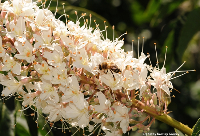 Honey bee foraging last May on a California buckeye, which is poisonous to honey bees. (Photo by Kathy Keatley Garvey)
