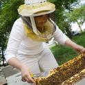 Maryann Frazier inspects a hive. (Photo courtesy of Penn State)