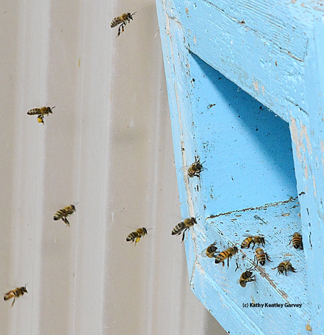 Honey bees making a 