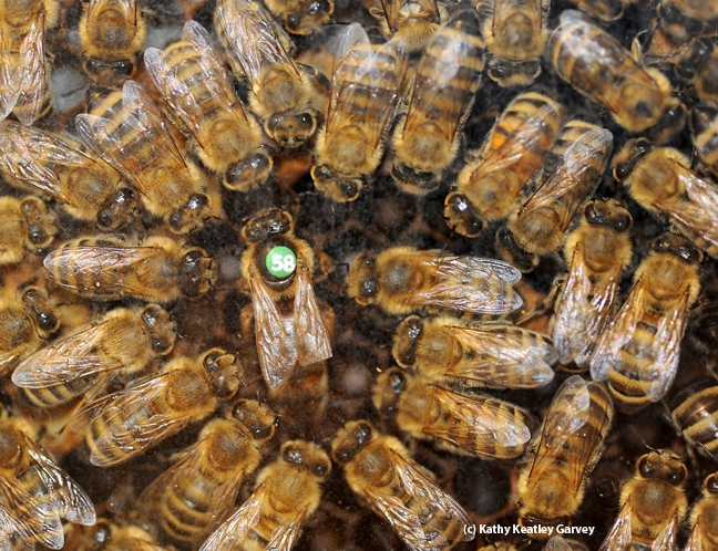 Queen bee and her retinue. (Photo by Kathy Keatley Garvey)