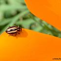 A striped ladybug, Paranaemia vittigera, on a poppy. (Photo by Kathy Keatley Garvey)