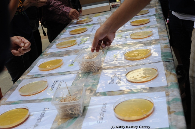 Honey tasting will include almond, yellow starthistle, leatherwood, cultivated buckwheat, safflower and “wild oak.