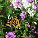 Monarch butterfly sightings are becoming more uncommon. (Photo by Kathy Keatley Garvey)