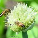 Honey bees on an onion umbel. (Photo by Kathy Keatley Garvey)
