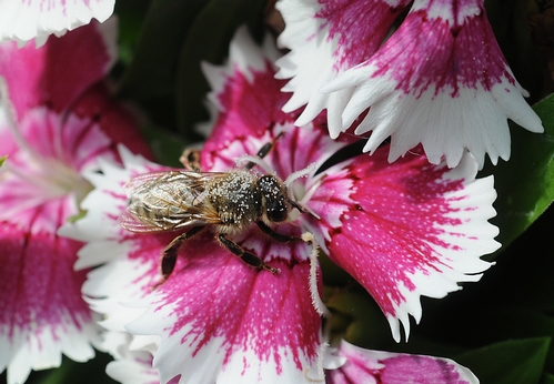 HONEY BEE, coated with pollen, on a Sweet William (Dianthus barbatus). Colonists brought the honey bee (Apis mellifera) from Europe in 1622. However, a newly identified fossil shows honey bees lived in North America at least 14 million years ago. (Photo by Kathy Keatley Garvey)