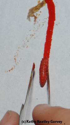 Specially designed forceps lift a maggot onto the artist's canvas. (Photo by Kathy Keatley Garvey)