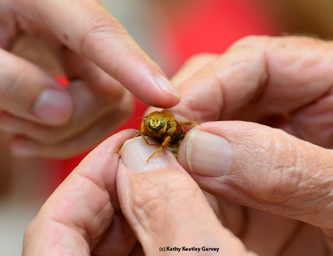 Fingers nestle the male Valley carpenter bee. (Photo by Kathy Keatley Garvey)