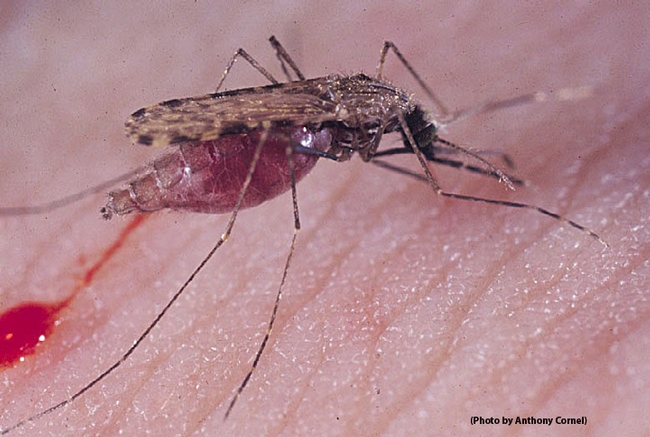 A malaria mosquito, Anopheles gambiae, feeding on human blood. (Photo by Anthony Cornel)