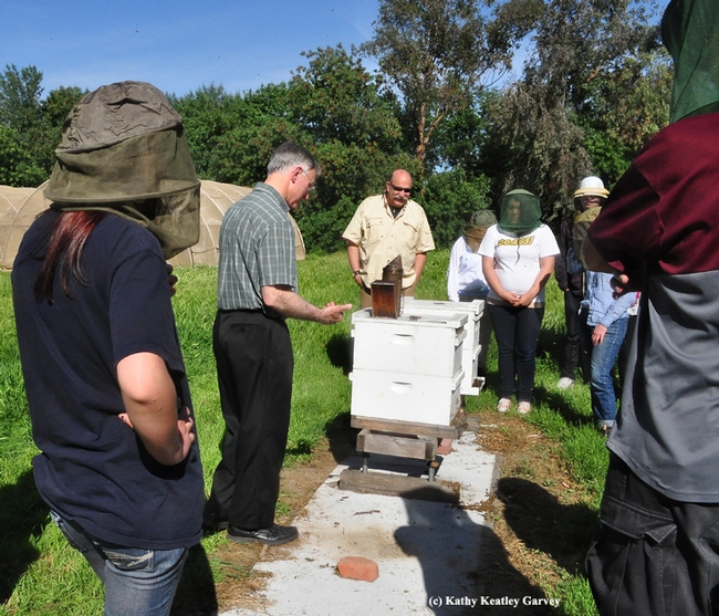 Extension apiculturist Eric Mussen (second from left) talks to a UC Davis class in the apiary of the Harry H. Laidlaw Jr. Honey Bee Research Facility. Third from left is forensic entomologist Robert Kimsey, one of the two class instructors.(Photo by Kathy Keatley Garvey)