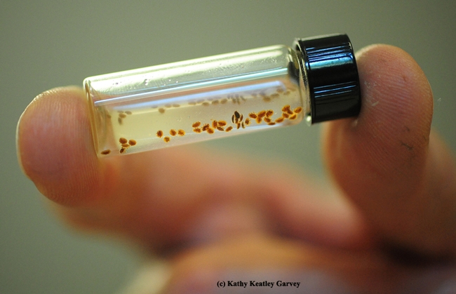 Varroa mites are reddish brown. (Photo by Kathy Keatley Garvey)