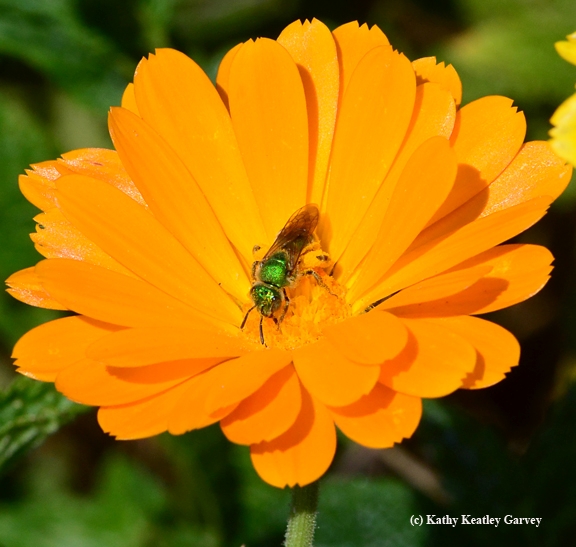 Female metallic green sweat bee peers at the photographer. (Photo by Kathy Keatley Garvey) Keatley Garvey)