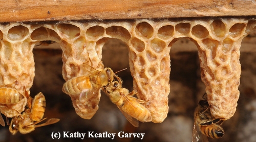 BUSY WORKER BEES are cleaning out the queen bee cells, once occupied by growing queen bees. (Photo by Kathy Keatley Garvey)