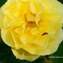 A ladybug foraging on a yellow rose, Sparkle and Shine. (Photo by Kathy Keatley Garvey)